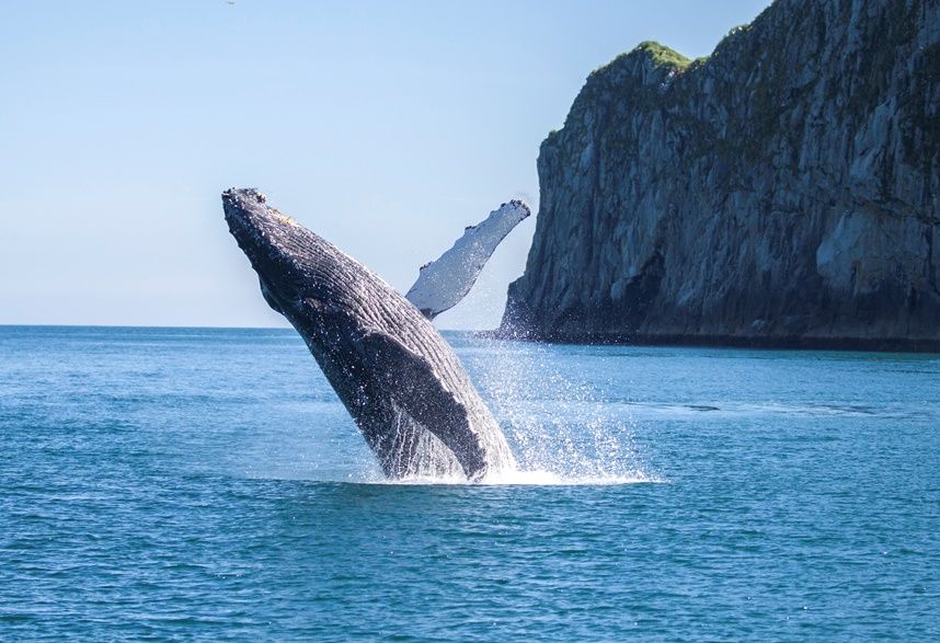 buckelwal kanada whalewatching